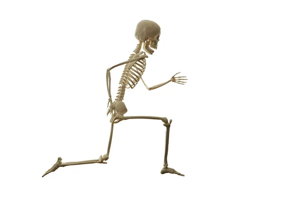 Esqueleto correndo isolado no branco — Fotografia de Stock