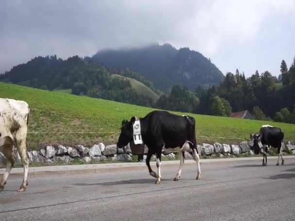 Vacas en la trashumancia anual en Charmey, en los Alpes suizos . — Vídeos de Stock