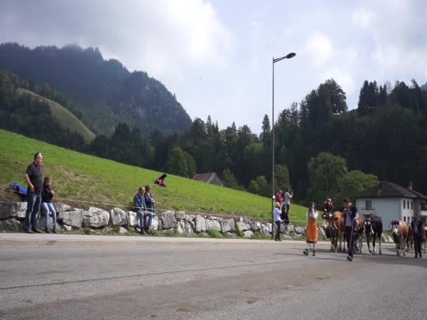 Vacas na transumância anual em Charmey nos Alpes Suíços . — Vídeo de Stock