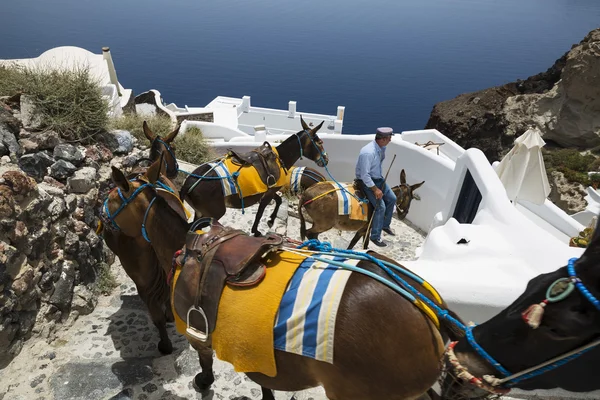 Santorini slavné osli — Stock fotografie