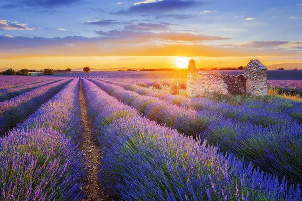 在日落时在 Valensole 提起的紫色薰衣草 — 图库照片