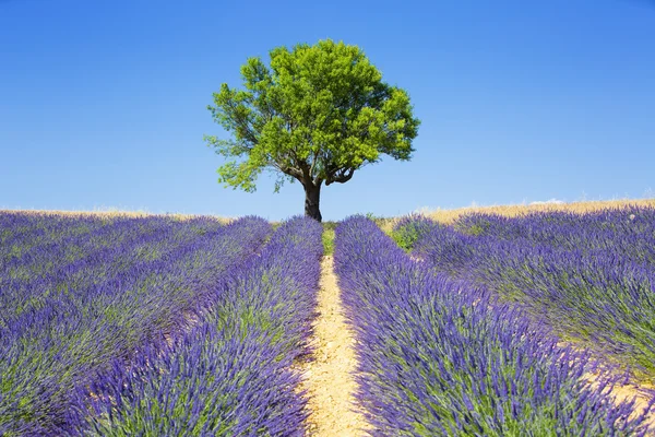 Lavendelfelder mit Baum — Stockfoto