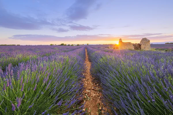 Lila lavendel arkiverat i Valensole vid solnedgången — Stockfoto