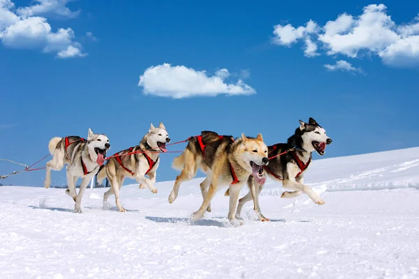 Husky Rennen Auf Dem Berg Winter — Stockfoto