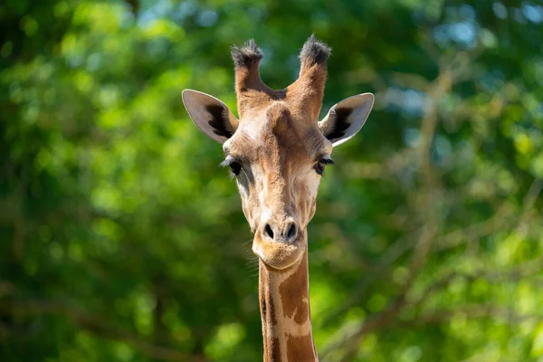 Primo Piano Una Testa Giraffa Davanti Alcuni Alberi Verdi — Foto Stock