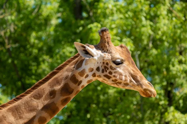 Primo Piano Una Giraffa Davanti Alcuni Alberi Verdi — Foto Stock