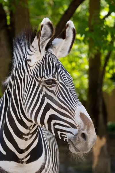 Zebra Portré Állatkertben — Stock Fotó