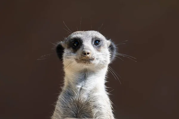 Front View Meerkat Standing Upright — Stock Photo, Image