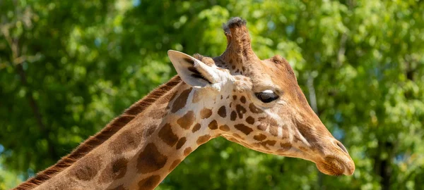 Primo Piano Una Giraffa Davanti Alcuni Alberi Verdi — Foto Stock