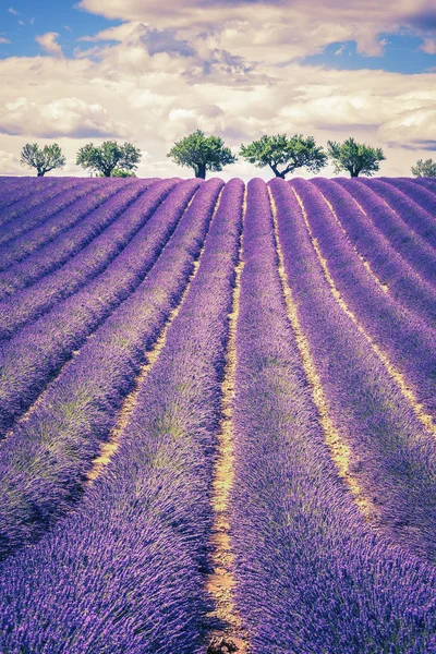 Lavendelfeld mit Bäumen — Stockfoto
