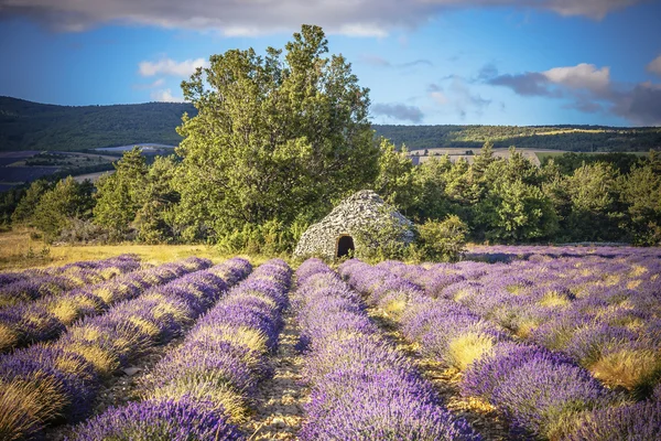 Campo e albero di lavanda in Provenza — Foto Stock