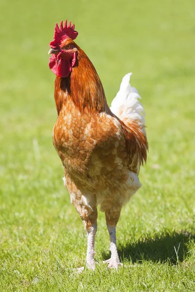 Beautiful cock — Stock Photo, Image