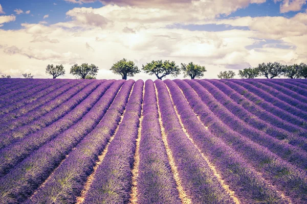 아름 다운 라벤더 밭 — 스톡 사진