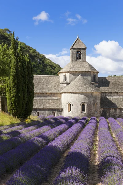Abbey of Senanque and lavender field — Stock Photo, Image