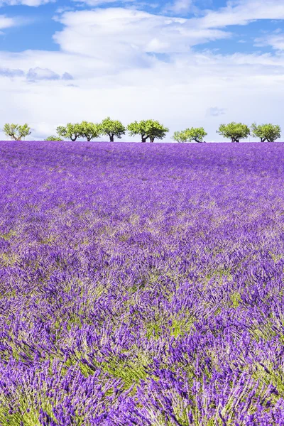 Vertical view of beautiful lavender field — Stock Photo, Image