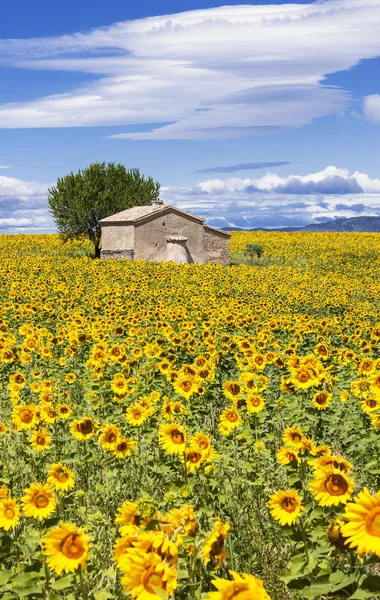 Paesaggio verticale con girasole — Foto Stock