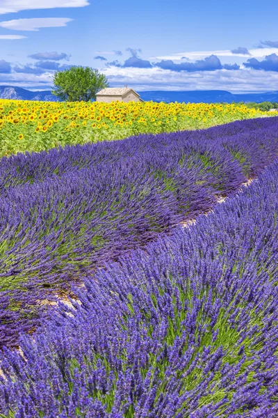 Wunderschöne Landschaft mit Sonnenblumen und Lavendelfeld — Stockfoto