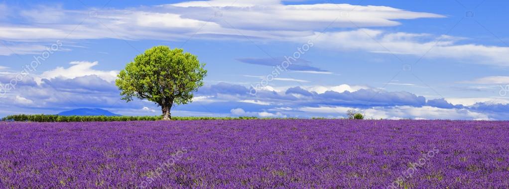 depositphotos_58075531 stock photo panoramic view of lavender field