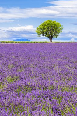 Provence ağacında lavanta alanıyla görünümünü