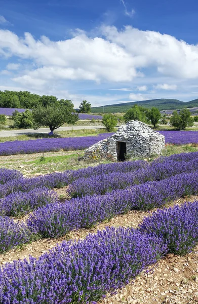 View of Lavender field and blue sky — Stock Photo, Image