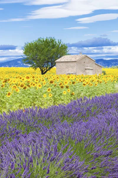 Vista de lavanda e campo de girassol — Fotografia de Stock