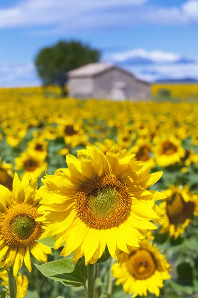 Zonnebloem — Stockfoto