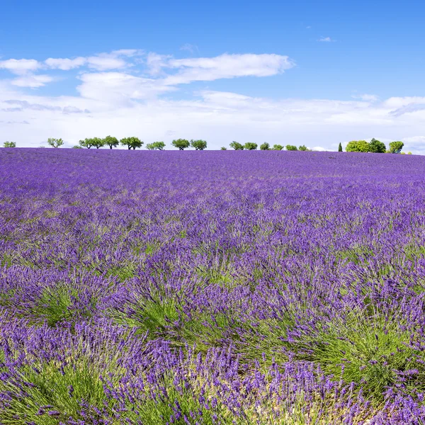 Blick auf Lavendelfeld mit Bäumen in der Provence — Stockfoto