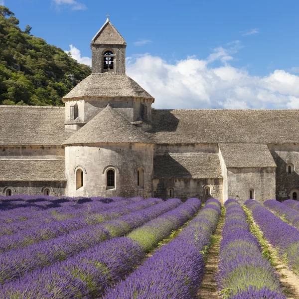 Abbey of Senanque and lavander field — Stock Photo, Image