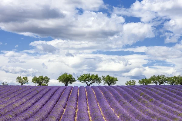 Horizontal view of lavender field — Stock Photo, Image