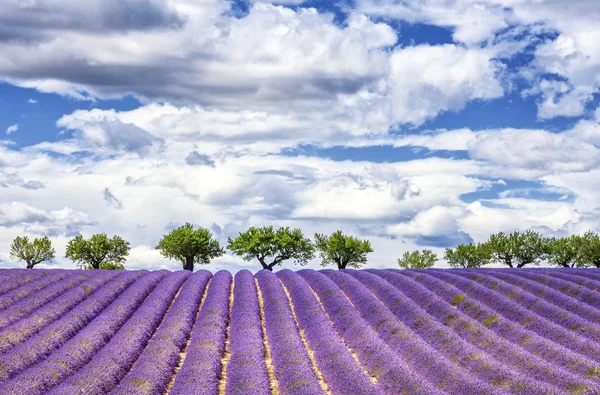 Vista do campo de lavanda — Fotografia de Stock