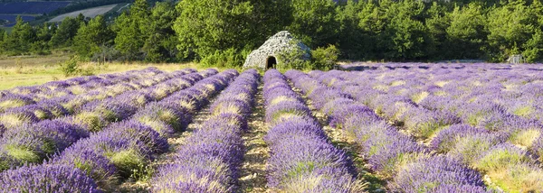 Panoramic view of Lavender field — Stock Photo, Image