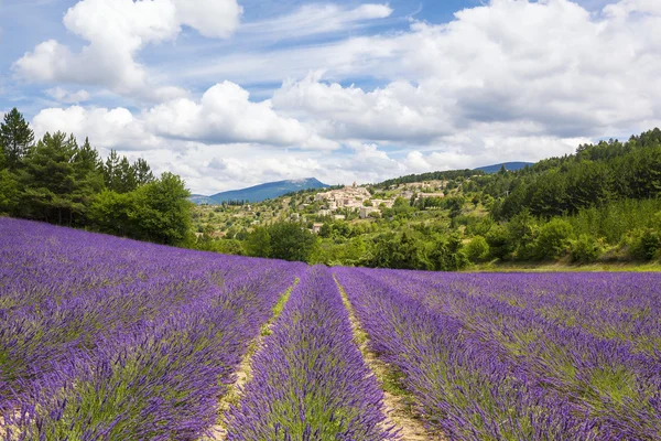 Campo e villaggio di lavanda — Foto Stock