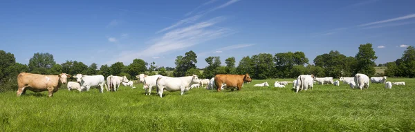 奶牛的全景视图 — 图库照片