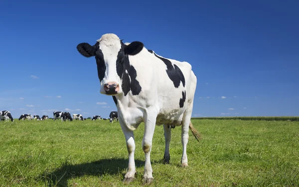 Kuh auf grünem Gras mit blauem Himmel — Stockfoto