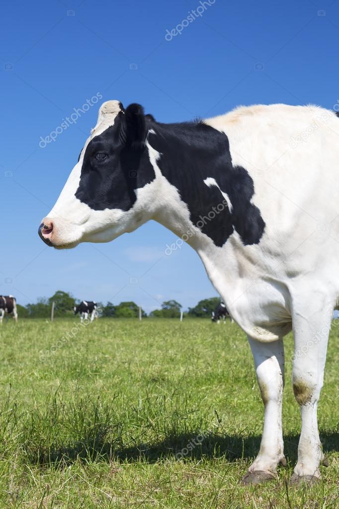 Portrait of beautiful cow on green grass