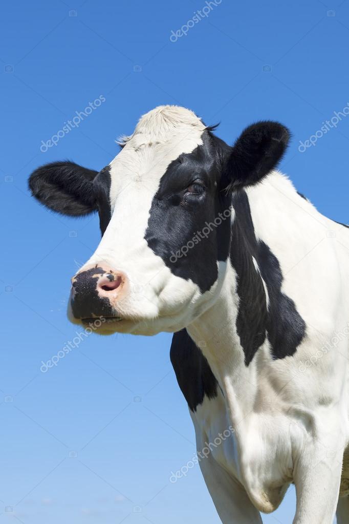 Portrait of black and white cow