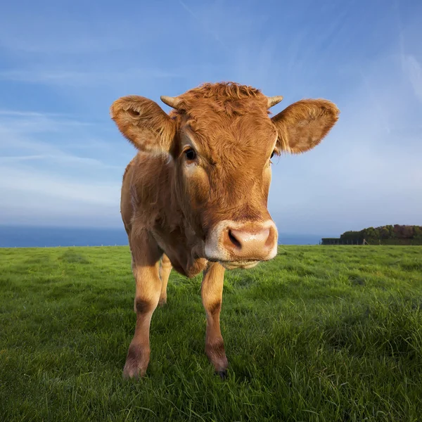 Retrato de vaca marrom — Fotografia de Stock