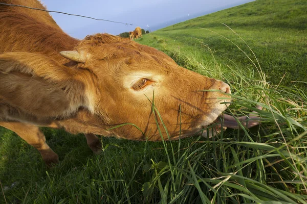 Normandiya'da otlatma inek — Stok fotoğraf