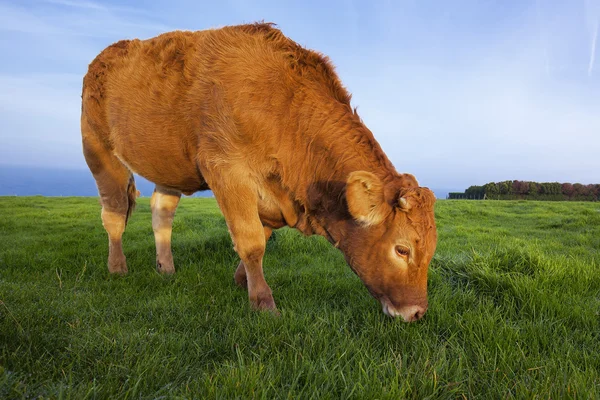 Porträt einer grasenden Kuh — Stockfoto