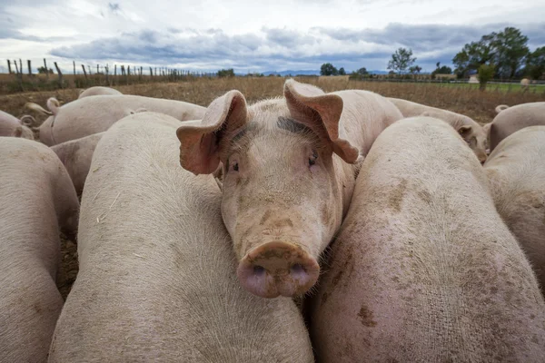 Widok na zewnątrz świń — Zdjęcie stockowe