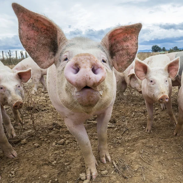 Tete Cochon Images Libres De Droit Photos De Tete Cochon Depositphotos