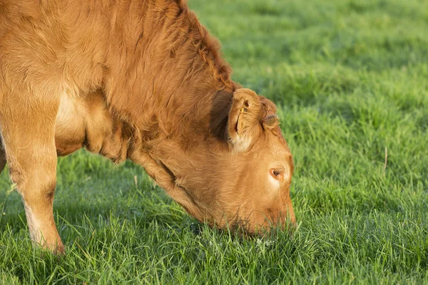 Vaca enrugada na grama verde — Fotografia de Stock