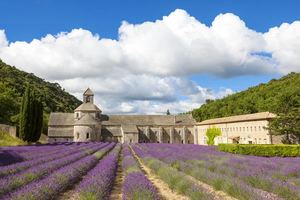 Klostret i senanque och blommande rader lavendel blommor — Stockfoto