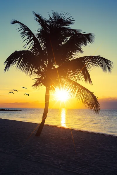 Nice tropical sunset — Stock Photo, Image