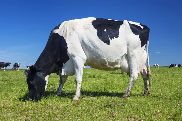 Vaca blanca y negra pastando en un prado — Foto de Stock