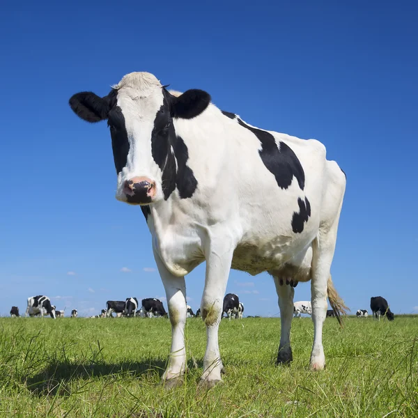 Black and white cow with blue sky — Stock Image Black and white cow with blue sky Stock Picture