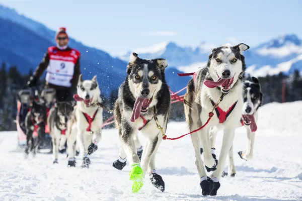 Slitta razza cane — Foto Stock