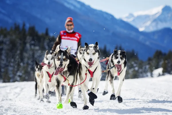 Dog race op sneeuw — Stockfoto