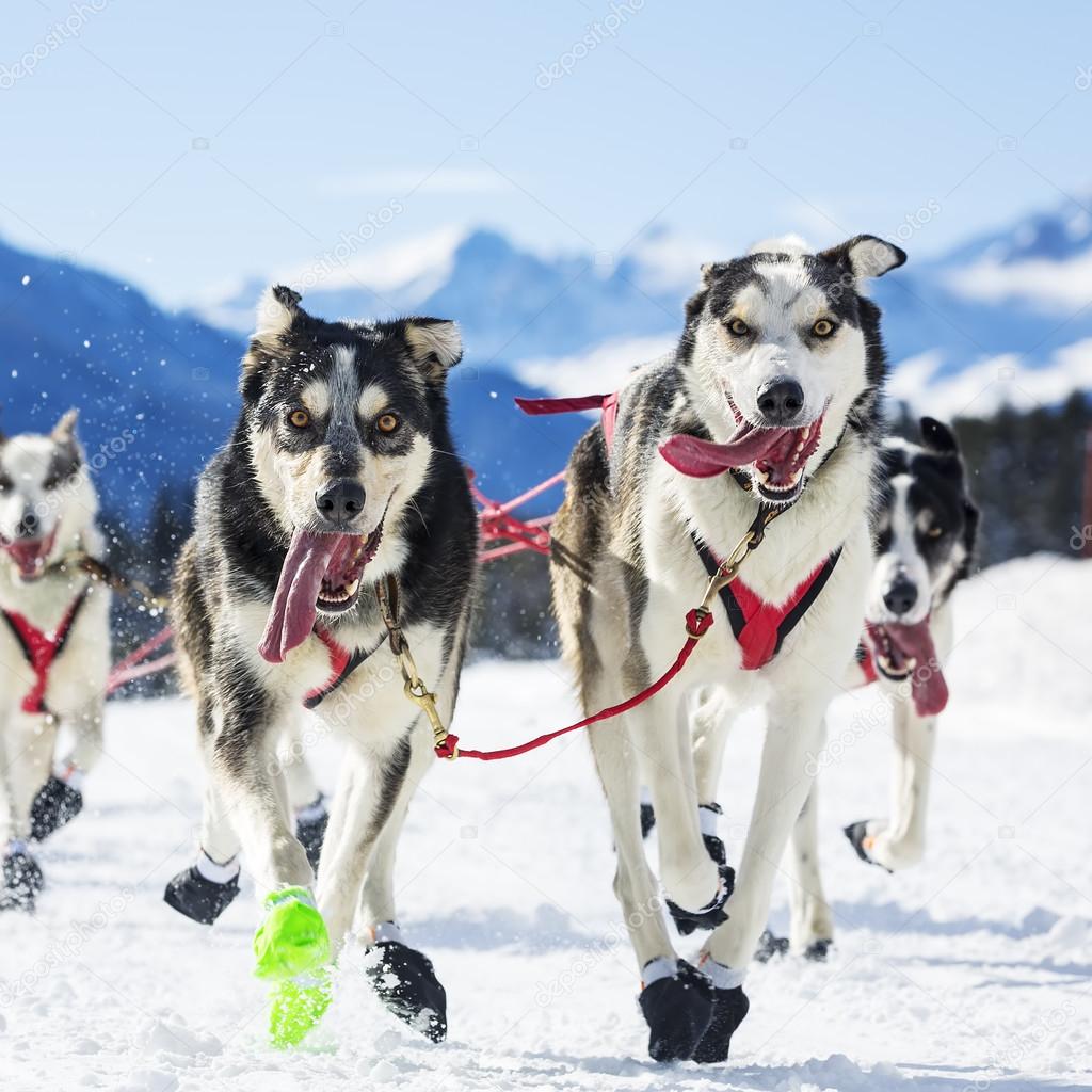 dog race on snow