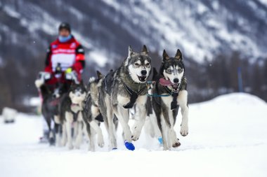 kar üzerinde köpek yarışı